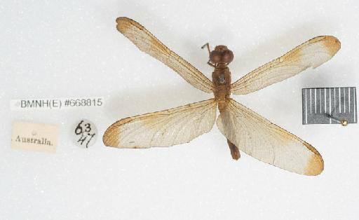 Libellula stigmatizans Fabricius, 1775 - BMNHE_668815-Libellula_stigmatizanz-Holotype-Labels