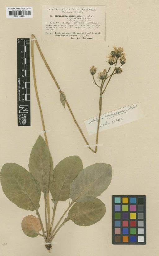 Hieracium murorum subsp. aethiops Dahlst. - BM001050864