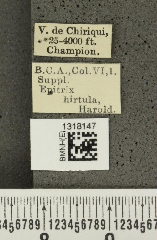 Epitrix hirtula Harold, 1875 - BMNHE_1318147_label_24661