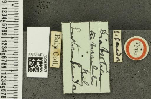 Isotes tuberculata (Baly, 1889) - BMNHE_1339853_label_22870