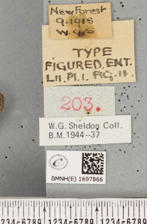 Nycteola revayana ab. variegata Sheldon, 1919 - BMNHE_1697866_label_294941