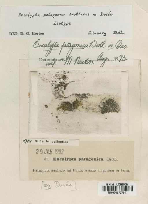 Encalypta patagonica Broth. in Dus_n - BM000872751