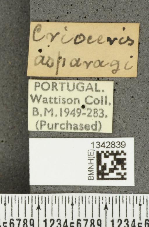 Crioceris (Crioceris) asparagi (Linnaeus, 1758) - BMNHE_1342839_label_12037