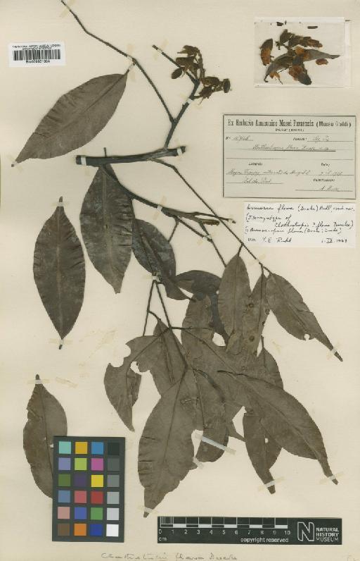 Ormosia flava (Ducke) Rudd - BM000931934