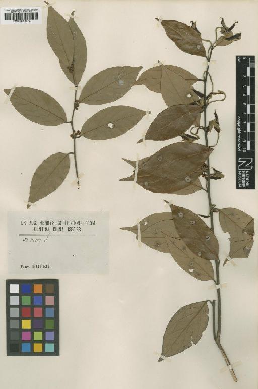 Lindera communis Hemsl. - BM000951073