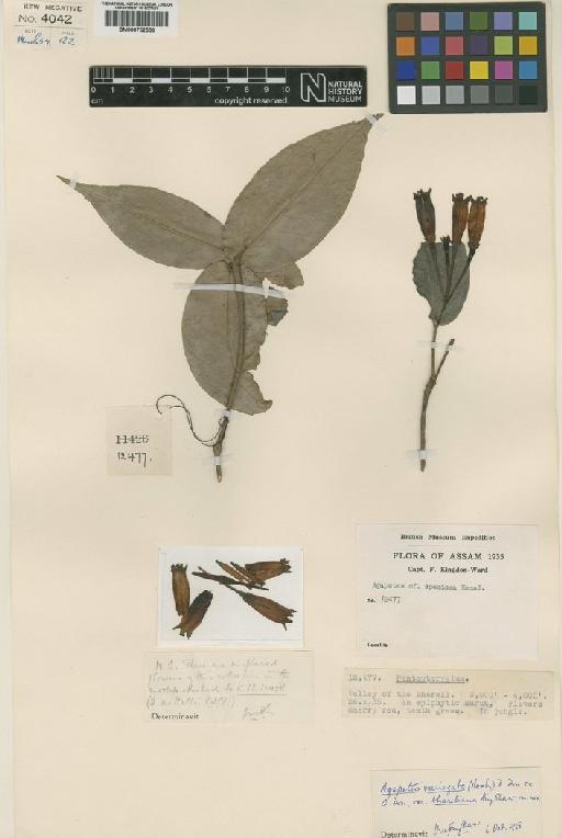 Agapetes bhareliana (Airy Shaw) D.Banik & Sanjappa - BM000752556