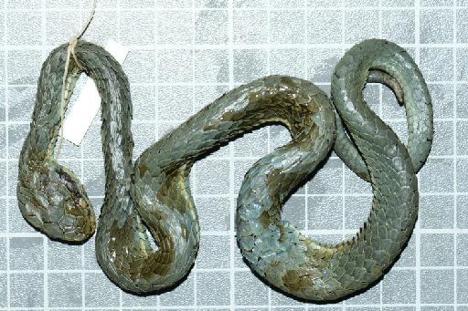 Trimeresurus macrolepis Beddome, 1862 - Image of specimen 1946.1.18.72