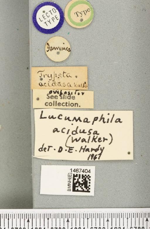 Anastrepha acidusa (Walker, 1849) - BMNHE_1467404_label_40298