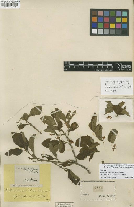 Solanum orbignianum Sendtn. - BM000513250