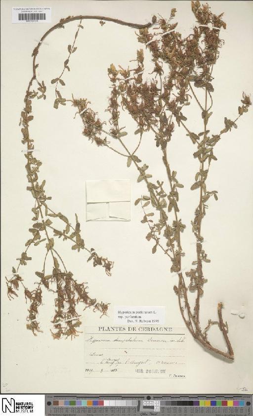 Hypericum perforatum subsp. perforatum - BM001201546