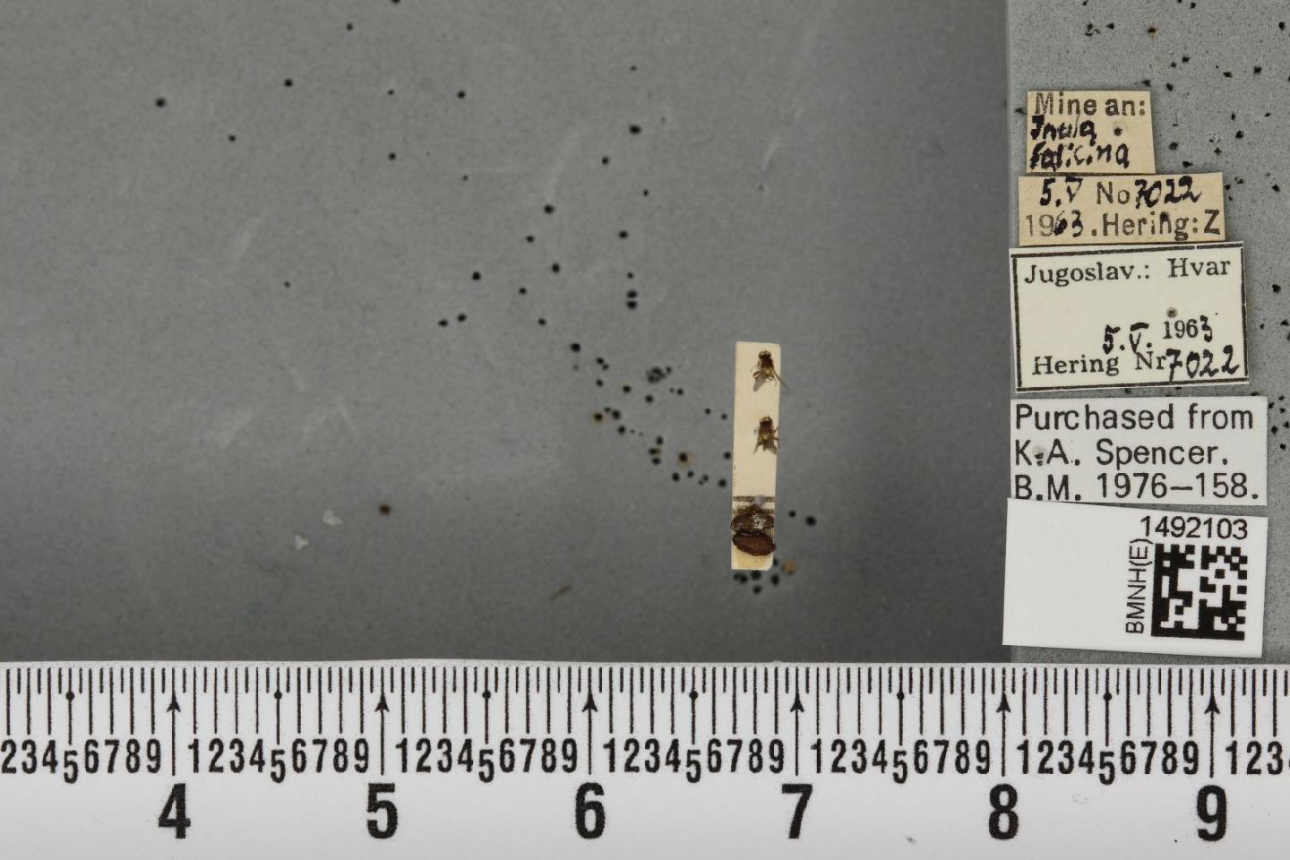 Phytomyza conyzae