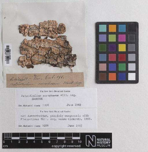 Astrothelium acrophaeum Müll.Arg. - BM001107822