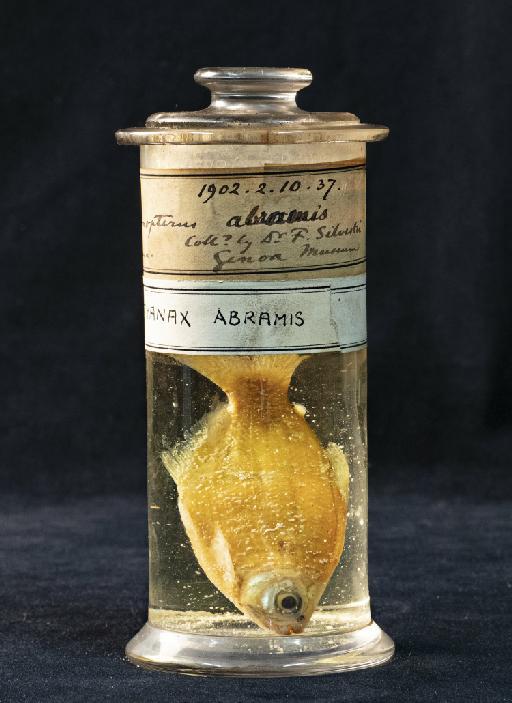 Astyanax abramis Jenyns, 1842 - BMNH 1902.2.10.37, Astyanax abramis, jar