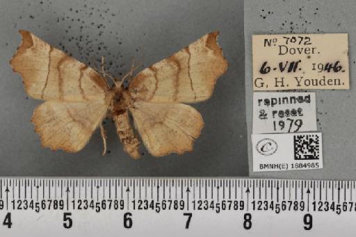 Selenia dentaria (Fabricius, 1775) - BMNHE_1884985_444840