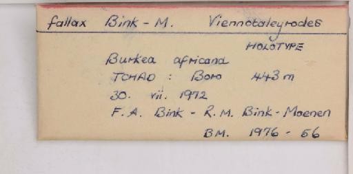 Viennotaleyrodes fallax Bink-Moenen, 1983 - 013490126_additional