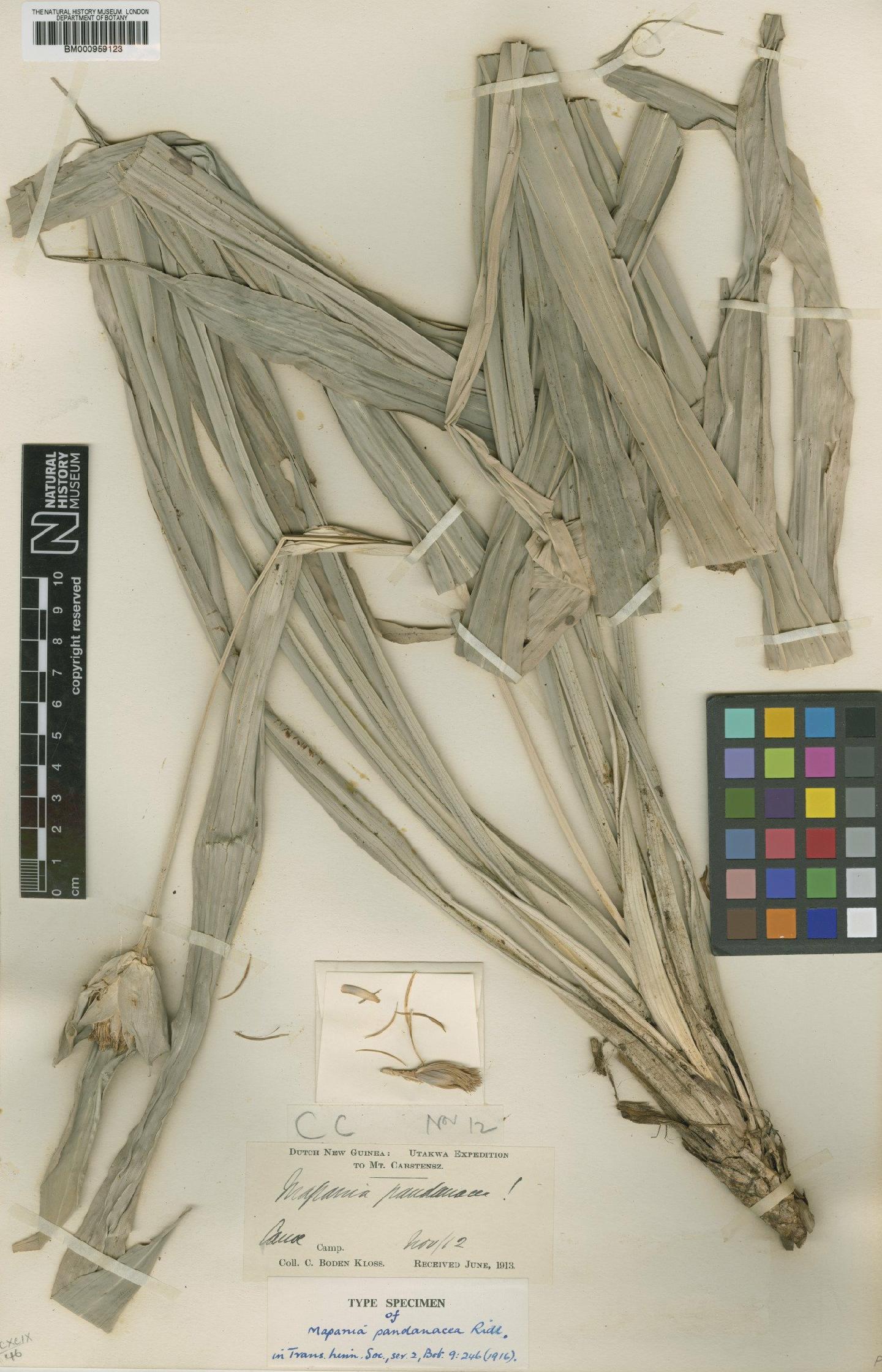 To the Natural History Museum, London (Mapania macrocephala (Gaudich.) K.Schum. BM000959123 type 1)
