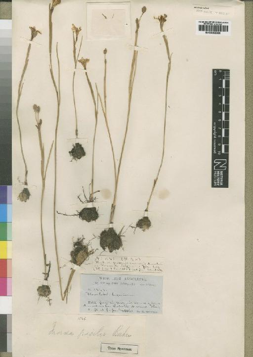 Moraea gracilis Baker - BM000922095