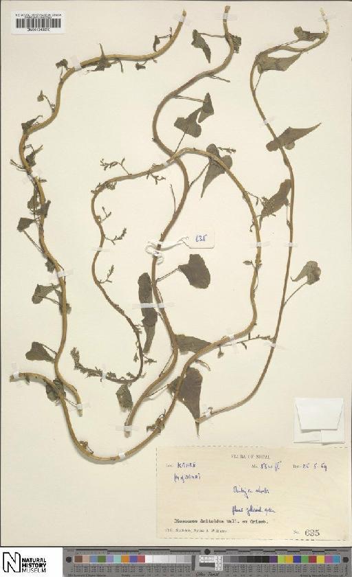 Dioscorea deltoidea Wall. ex Griseb. - BM001049370