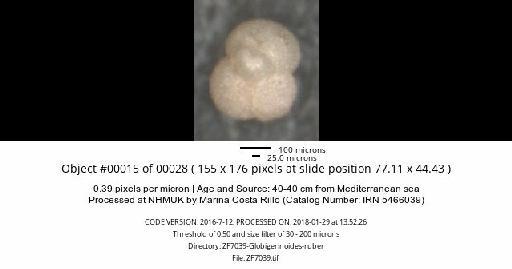 Globigerinoides ruber (d'Orbigny) - ZF7039-Globigerinoides-ruber_obj00015_plane000.jpg