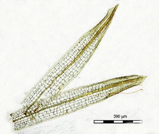 Syrrhopodon revolutus Dozy & Molk. - Syrrhopodon microbolaceus_BM000677502 whole leaf.jjpg