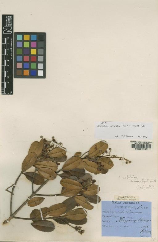 Calophyllum costulatum Henderson & Wyatt-Smith - BM000611481