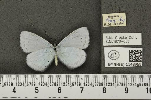 Celastrina argiolus britanna ab. obsoleta Tutt, 1908 - BMNHE_1148959_111469