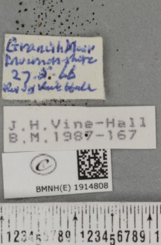 Ematurga atomaria (Linnaeus, 1758) - BMNHE_1914808_label_487121