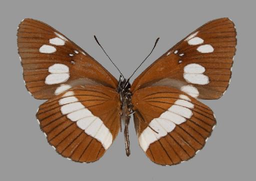 Neptis occidentalis Rothschild - BMNH(E)#1719045_Neptis_occidentalis_batesii_Hall_type_female_ventral