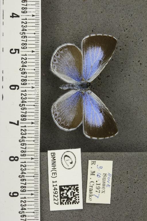 Celastrina argiolus britanna (Verity, 1919) - BMNHE_1149227_111593