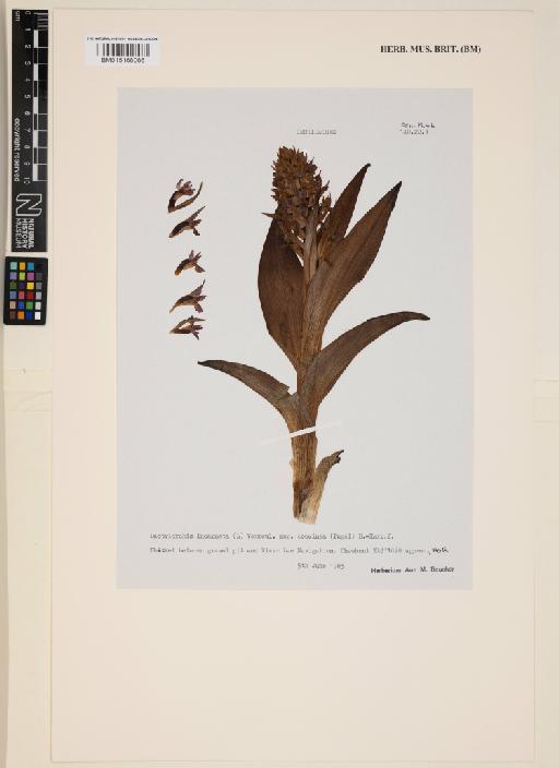 Dactylorhiza incarnata subsp. coccinea (Pugsley) Soó - 015166066