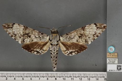 Macropoliana ferax ferax (Rothschild & Jordan, 1916) - BMNH(E) 1378095 M ferax R&J PLT dorsal & labels