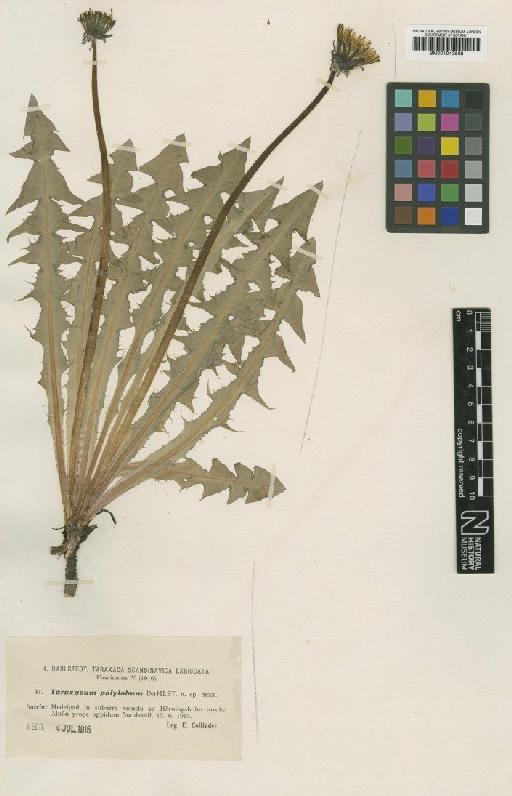 Taraxacum polylobum Dahlst. - BM001043568