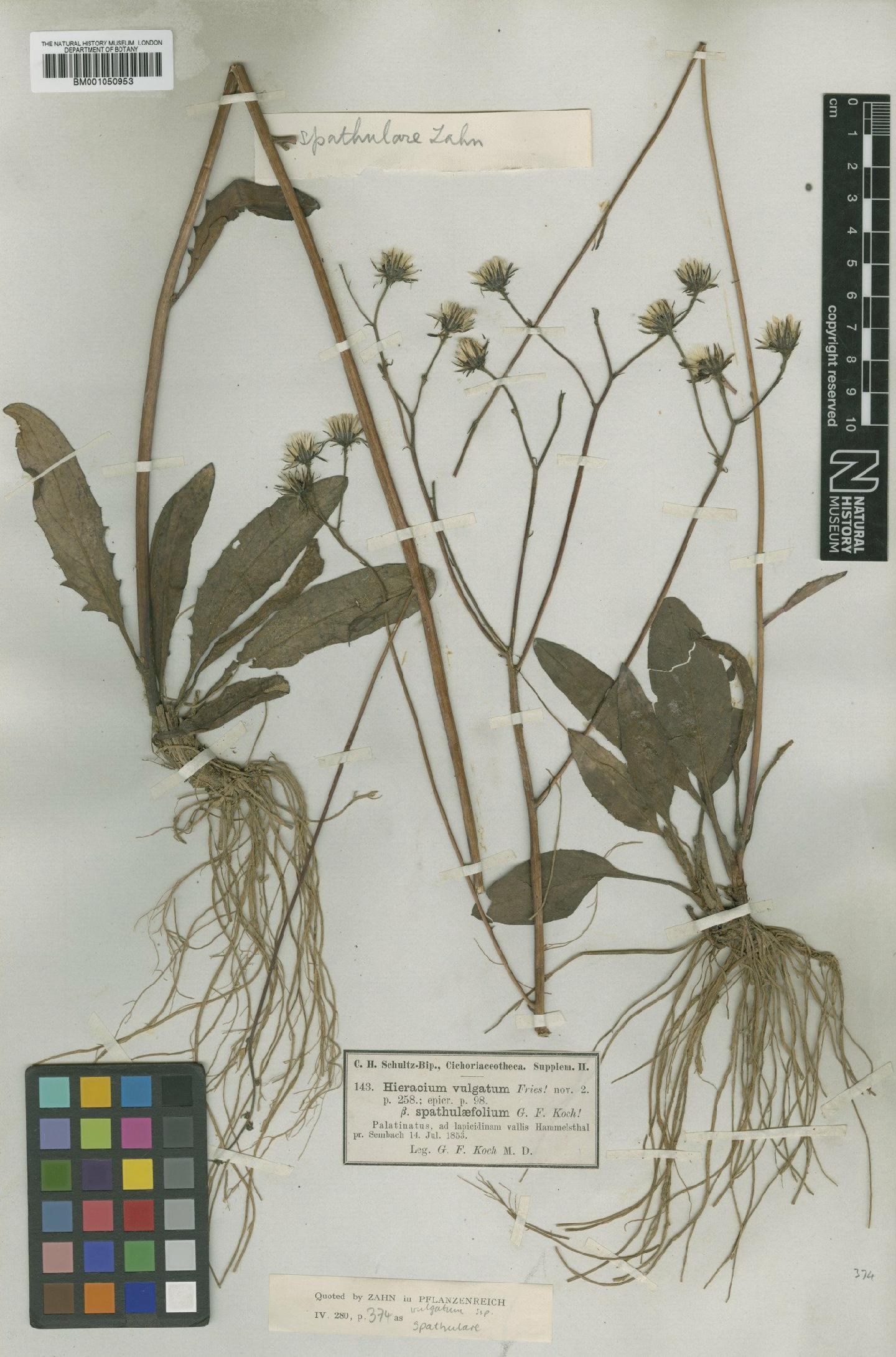 To NHMUK collection (Hieracium vulgatum subsp. spathulare Zahn; TYPE; NHMUK:ecatalogue:2413731)