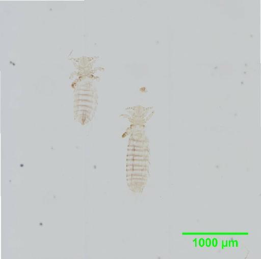 Polyplax brachyuromydis Kim & Emerson, 1974 - 010155493__2015_12_21-Image Export-52