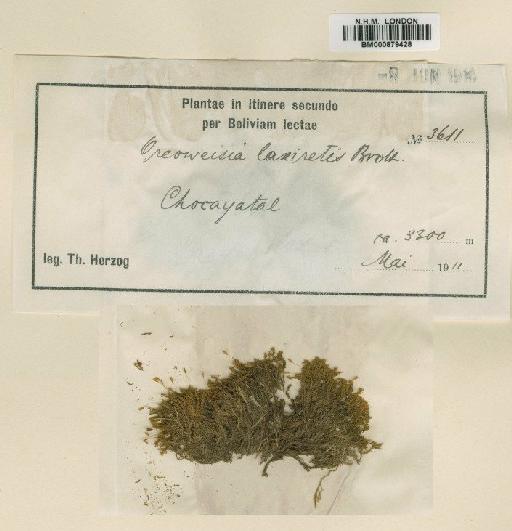 Oreoweisia laxiretis Broth. ex Herzog - BM000879428
