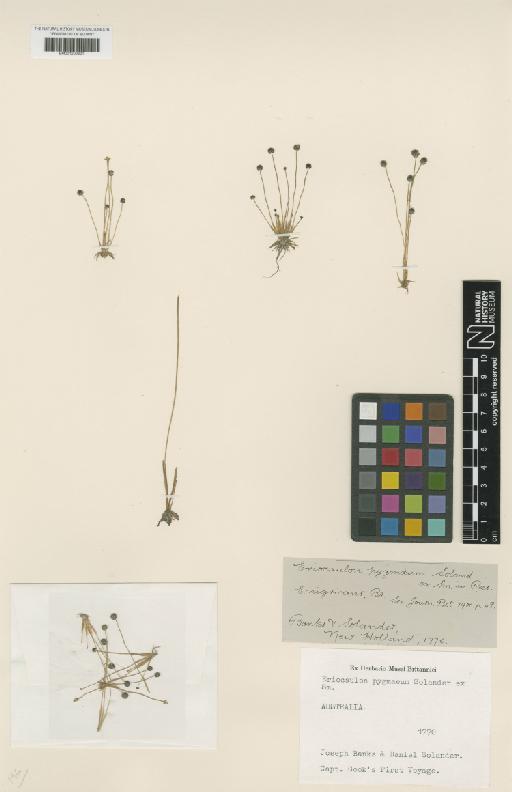 Eriocaulon pygmaeum Sol. ex Sm. - BM001209621