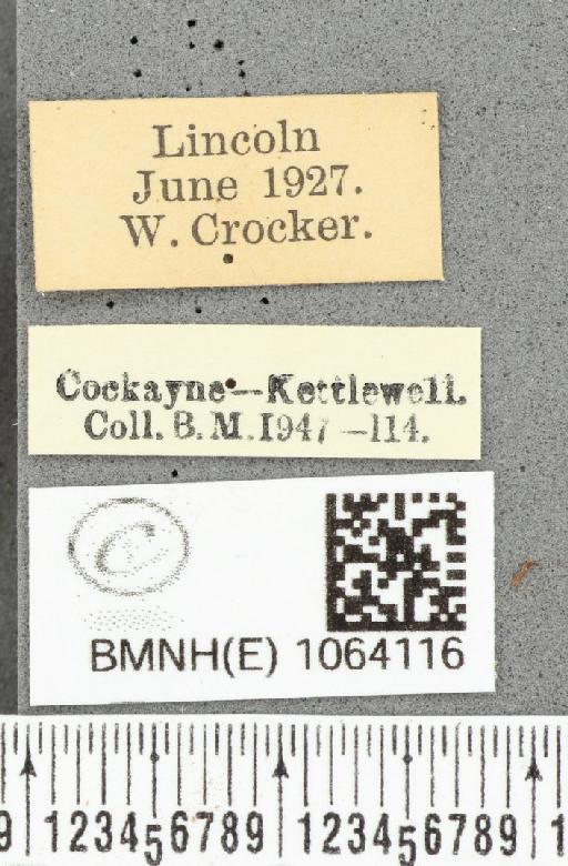 Coenonympha pamphilus ab. partimtransformis Leeds, 1950 - BMNHE_1064116_label_25280