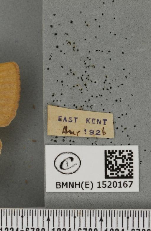 Lasiocampa trifolii flava Chalmers-Hunt, 1962 - BMNHE_1520167_label_192135