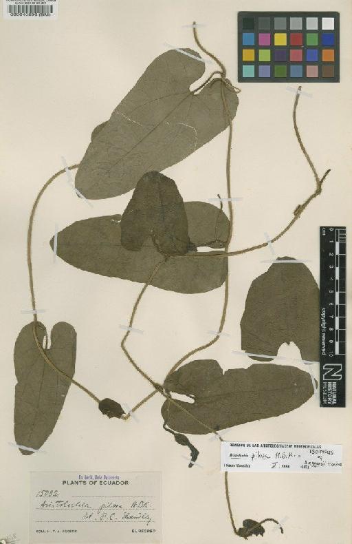Aristolochia pilosa Kunth - BM000040596