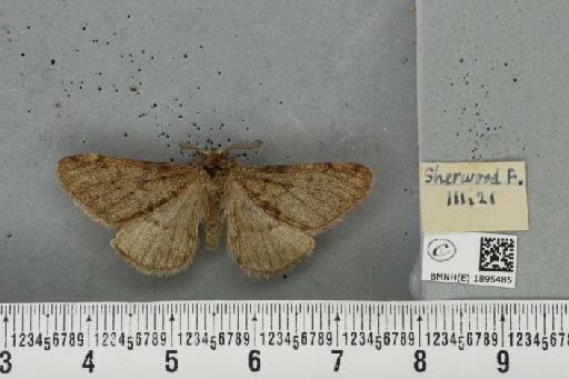 Phigalia pilosaria (Denis & Schiffermüller, 1775) - BMNHE_1895485_456366