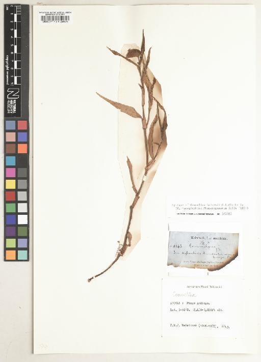 Commelina erecta L. - BM000071454
