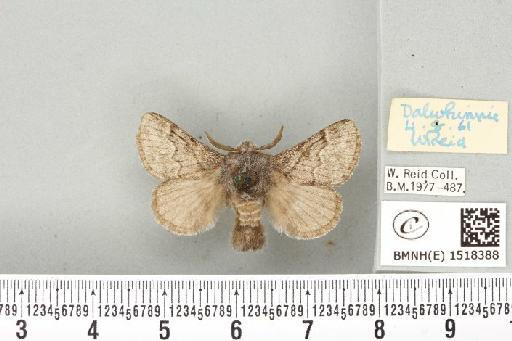 Trichiura crataegi (Linnaeus, 1758) - BMNHE_1518388_189753