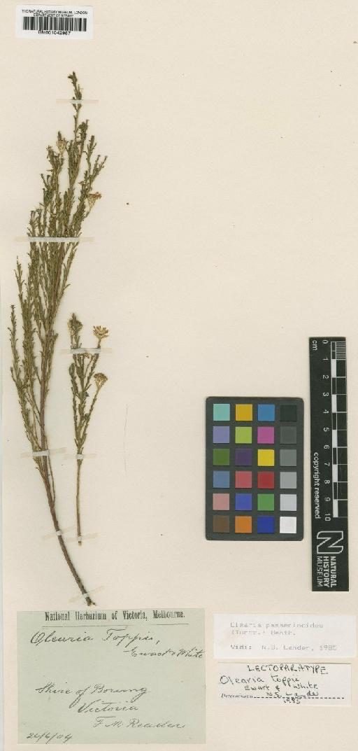 Olearia passerinoides (Turcz.) Benth. - BM001042957