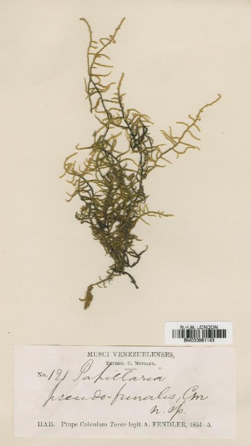 Papillaria pseudofunalis Müll.Hal. - BM000961143