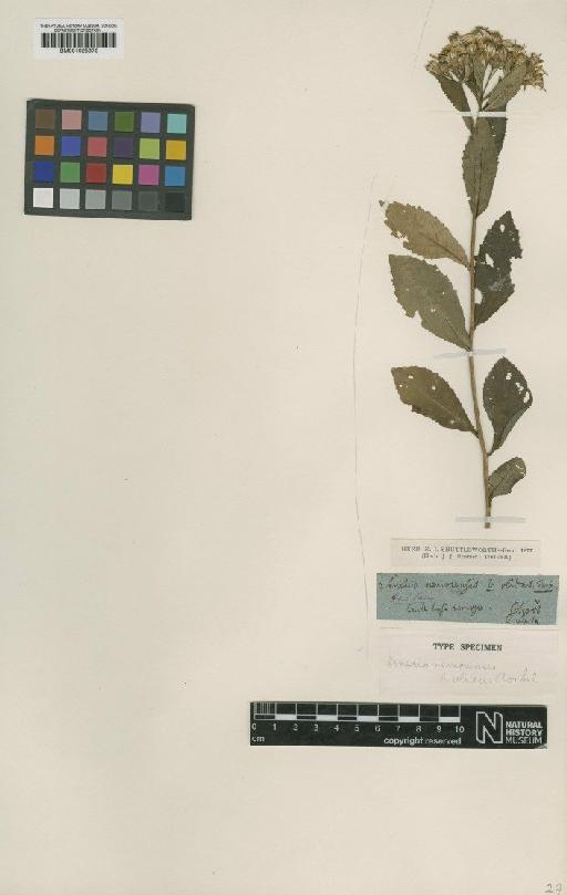 Senecio nemorensis subsp. nemorensis L. - BM001025973