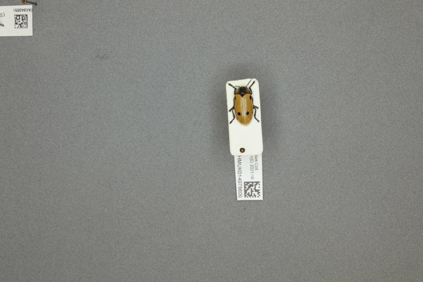 Lachnaia sexpunctata thumbnail