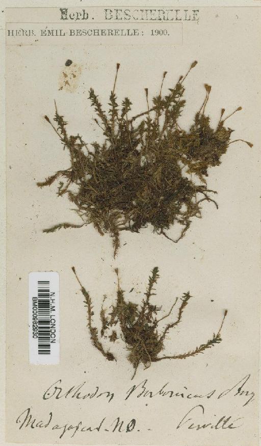 Tayloria orthodonta (P.Beauv.) Wijk & Margad. - BM000982930