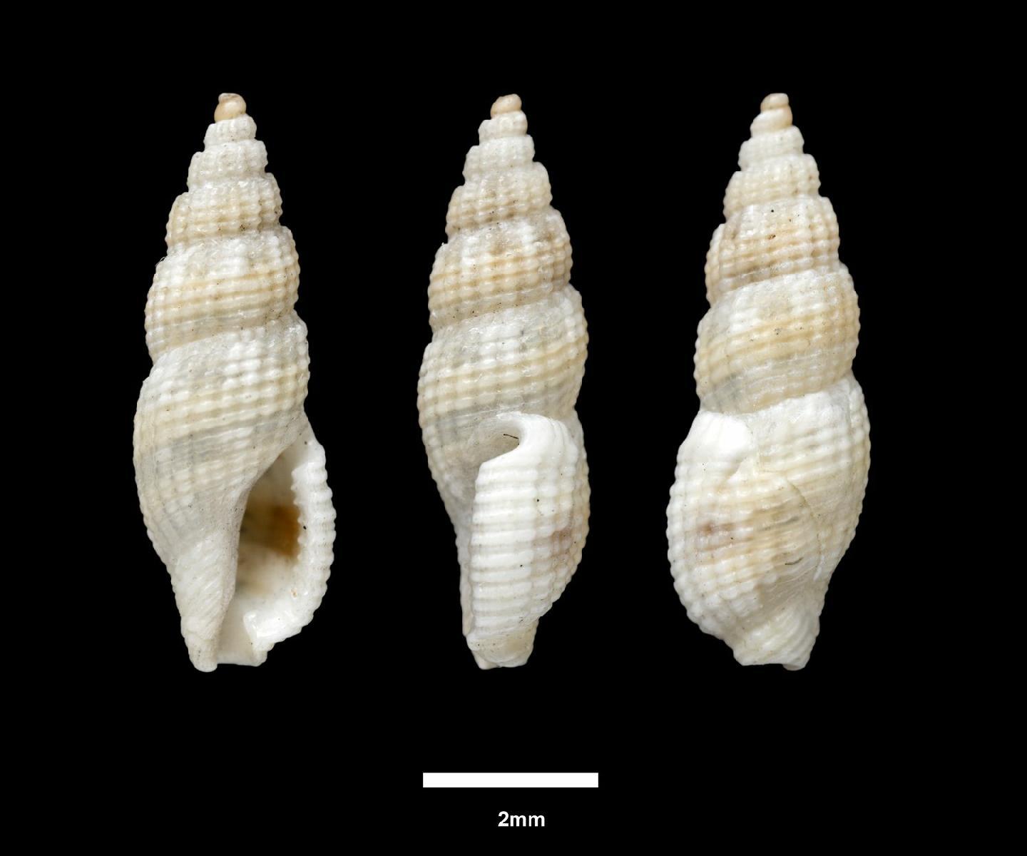 To NHMUK collection (Clathurella producta Pease, 1860; LECTOTYPE; NHMUK:ecatalogue:2380946)