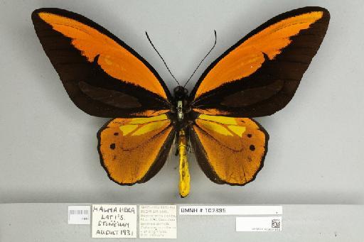 Ornithoptera croesus lydius Felder, 1865 - 013604946__