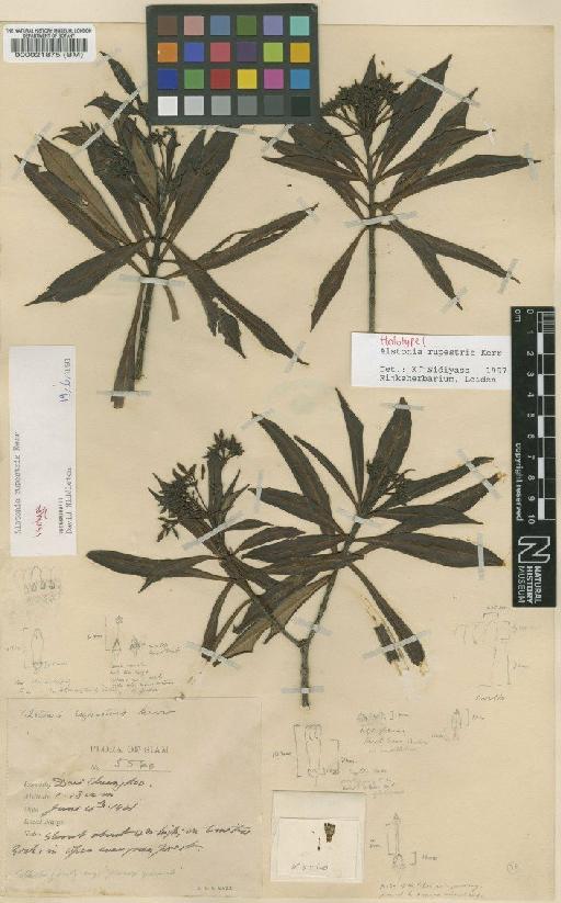 Alstonia rupestris Kerr - BM000021875